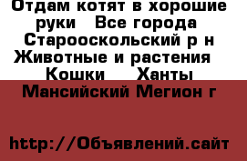 Отдам котят в хорошие руки - Все города, Старооскольский р-н Животные и растения » Кошки   . Ханты-Мансийский,Мегион г.